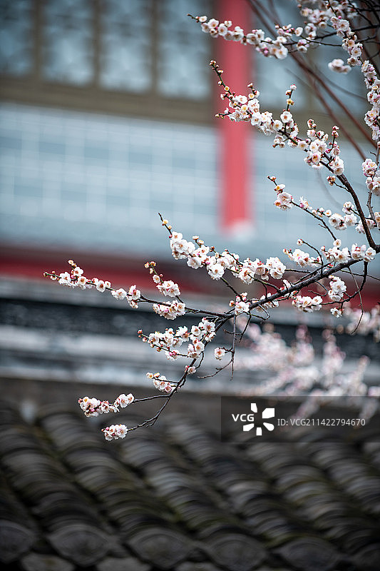 春天古建筑里花开绽放图片素材