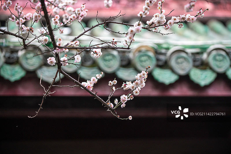 春天古建筑里花开绽放图片素材
