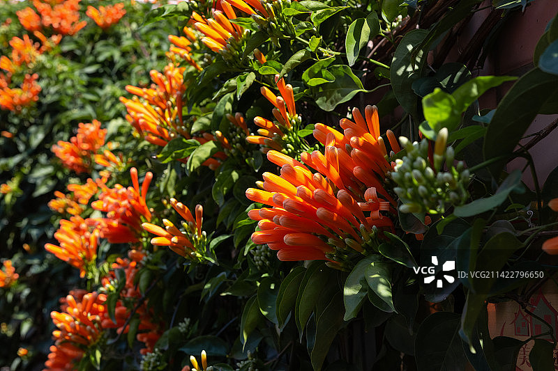 炮仗花盛开图片素材