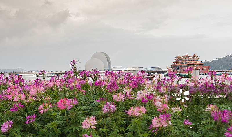 珠海大剧院与醉蝶花图片素材