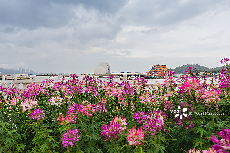珠海大剧院与醉蝶花图片素材