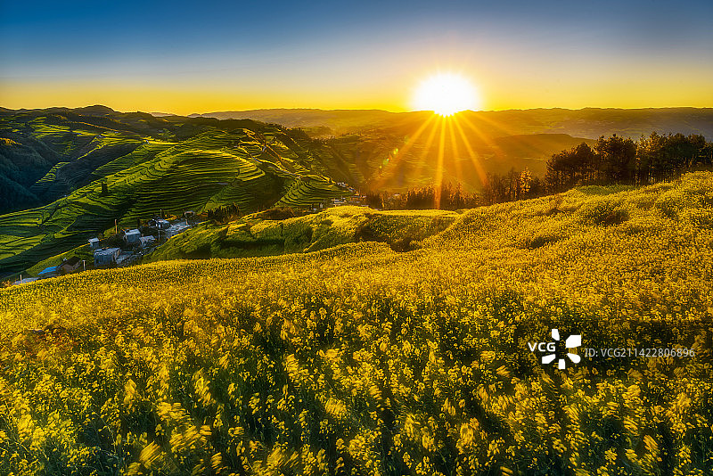 油菜花开又一春图片素材