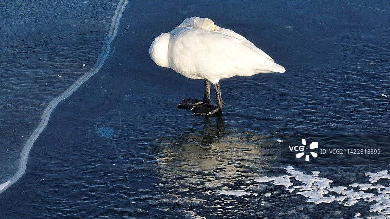 北京怀柔水库冬天大天鹅睡觉航拍图片素材