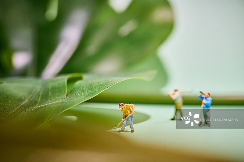 叶子植物摄影图片图片素材