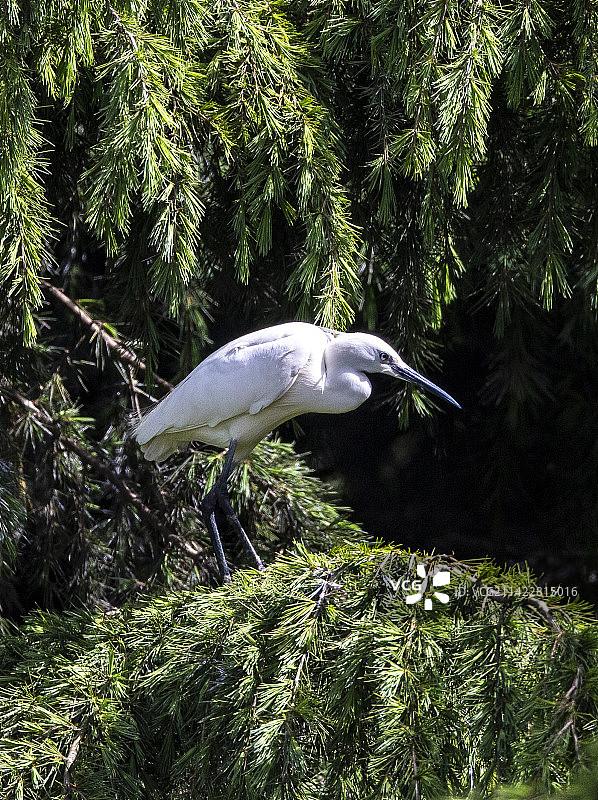 繁殖羽白鹭图片素材