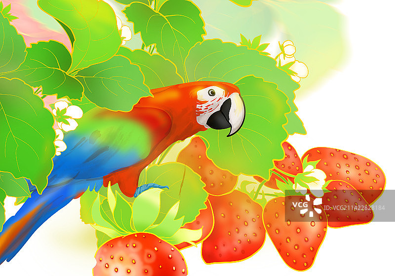 草莓浆果野生动物绿色食品营养健康维生素有机水果图片素材