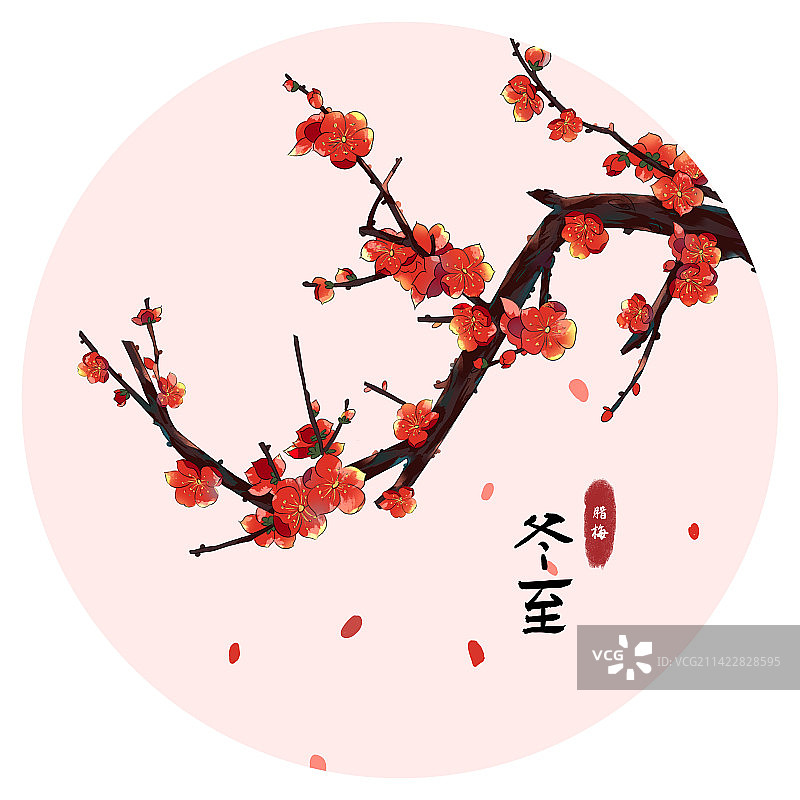 冬至节气腊梅插画图片素材