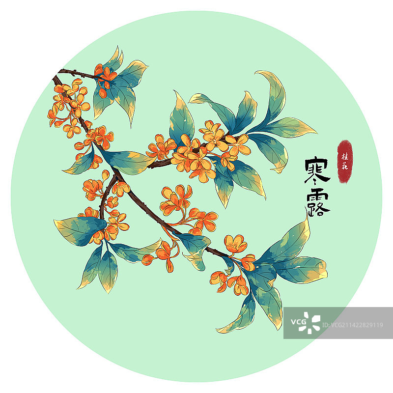 寒露节气桂花插画图片素材