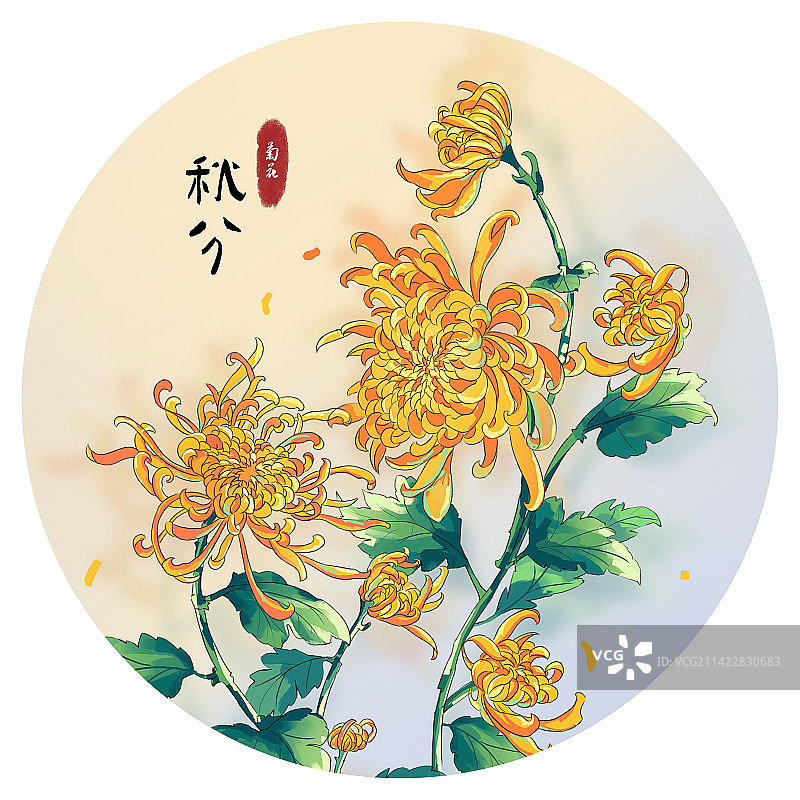 秋分节气菊花插画设计图片素材