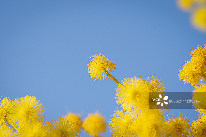 金合欢图片素材