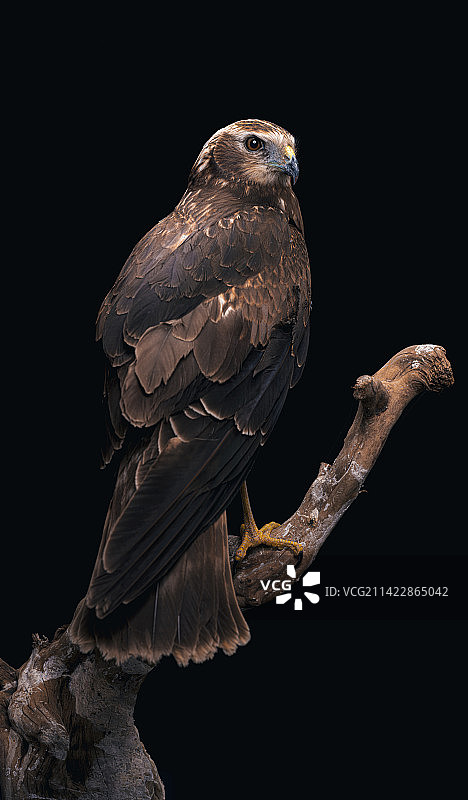 创意类图片素材