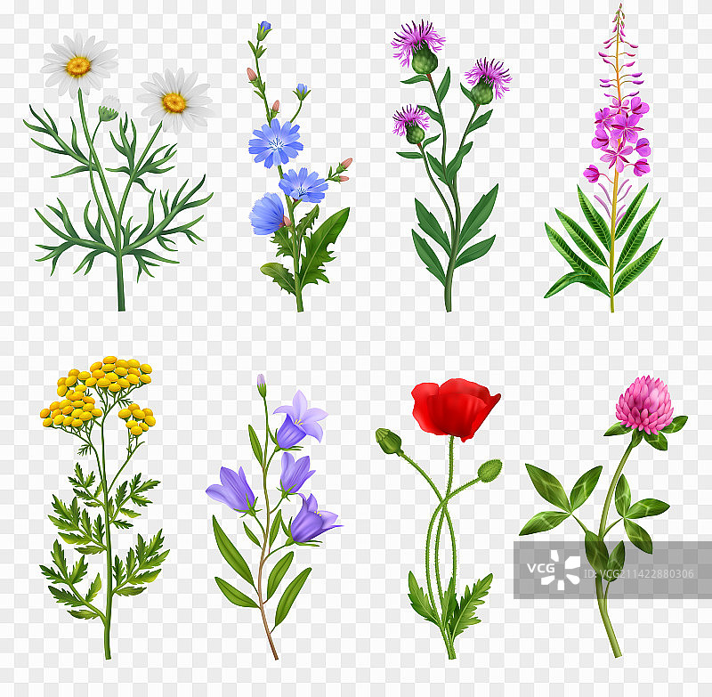 逼真野花套装图片素材