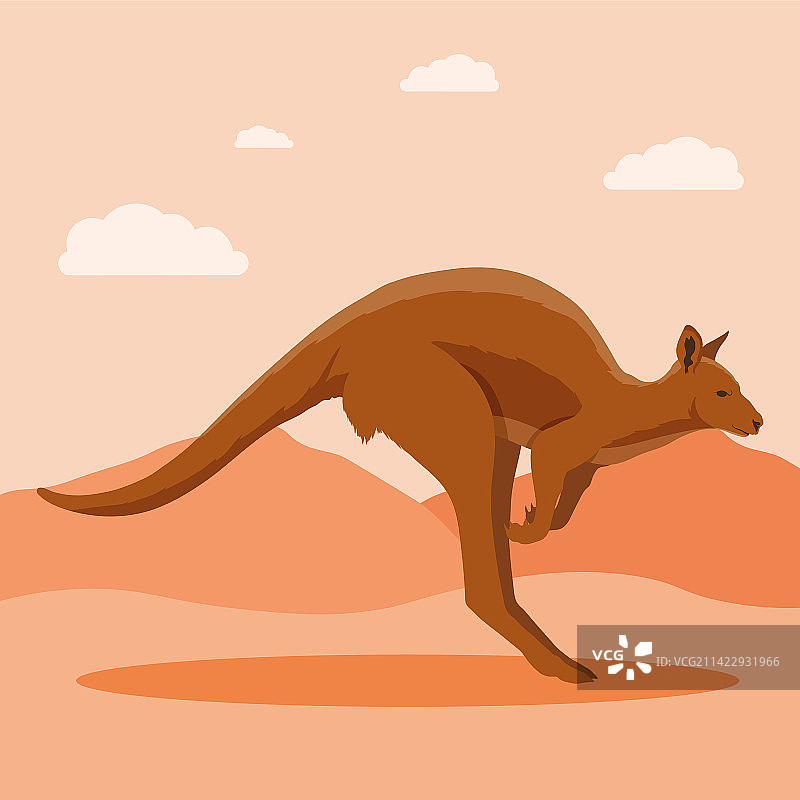 沙漠中的澳大利亚袋鼠图片素材