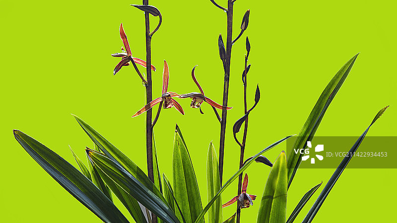 兰花，细叶寒兰图片素材