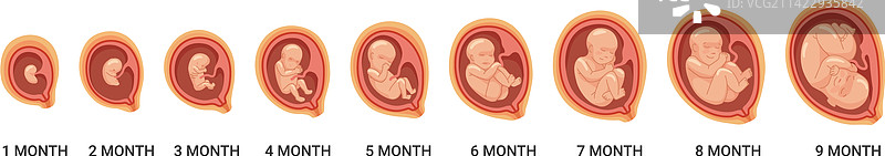 人类胚胎生长过程的胎儿阶段图片素材