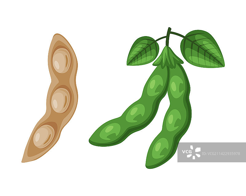 作为天然有机产品的大豆荚图片素材