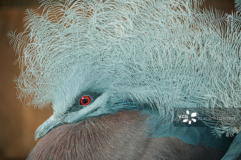 紫胸凤冠鸠图片素材