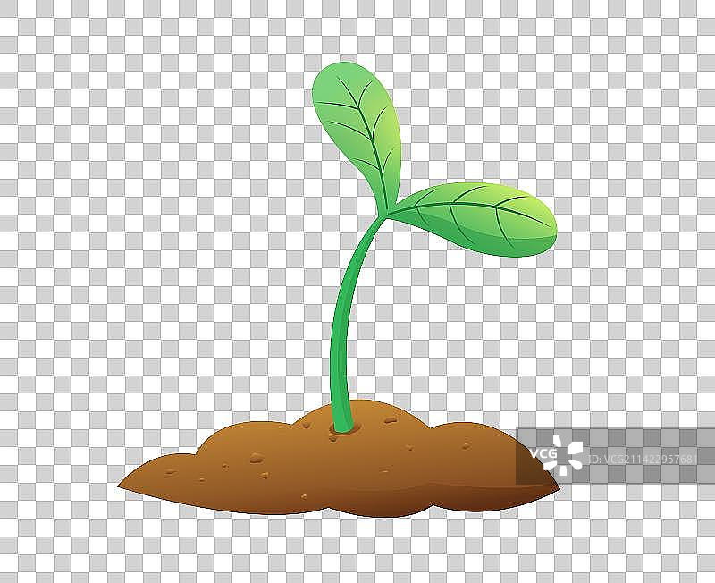 植树节树苗发芽插画图片素材