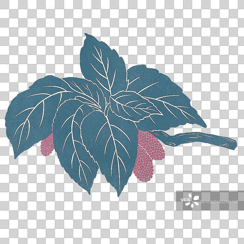 版画风格桑叶和桑葚图片素材