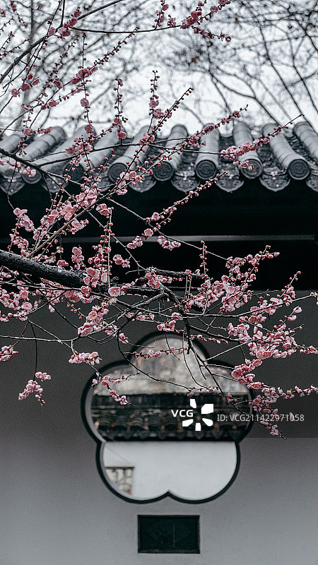 南京雨花台梅岗春日梅花图片素材