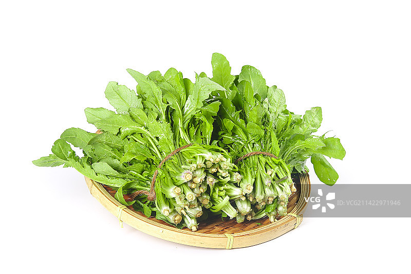 白底上的荠菜图片素材
