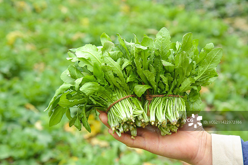 手里拿着地菜图片素材