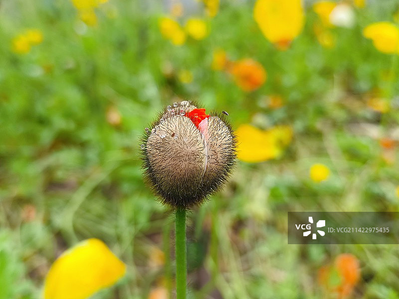 冰岛虞美人特写镜头图片素材