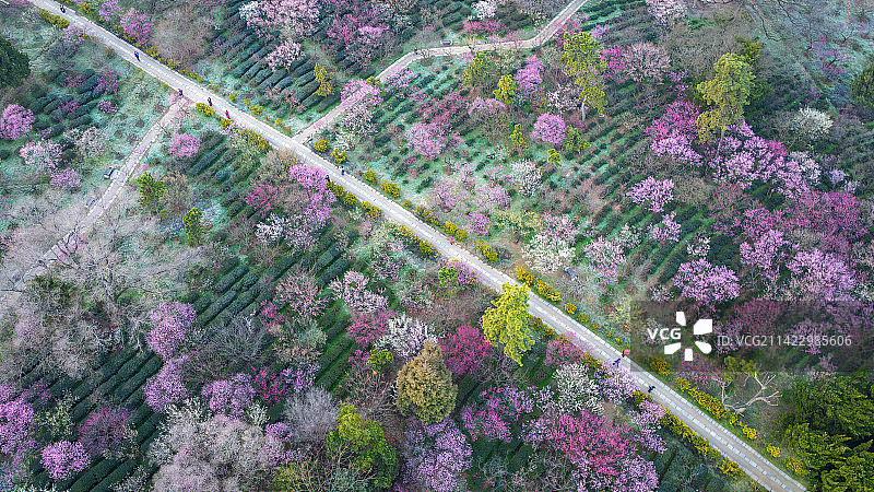 中国，南京，钟山风景区，明孝陵，梅花山航拍农场里的图片素材