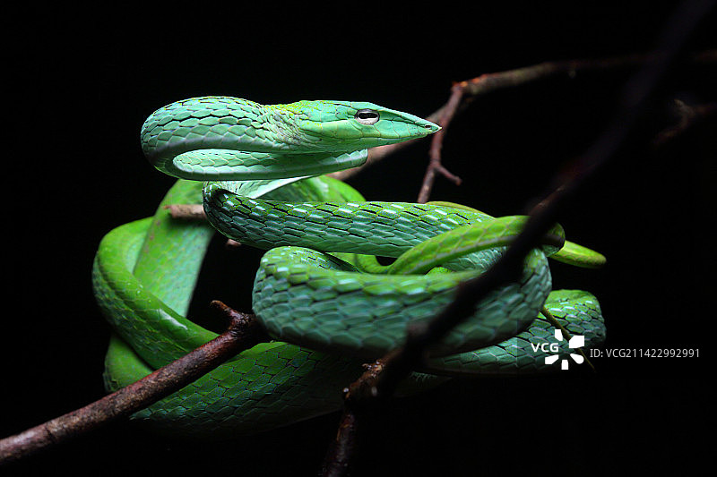 绿瘦蛇图片素材