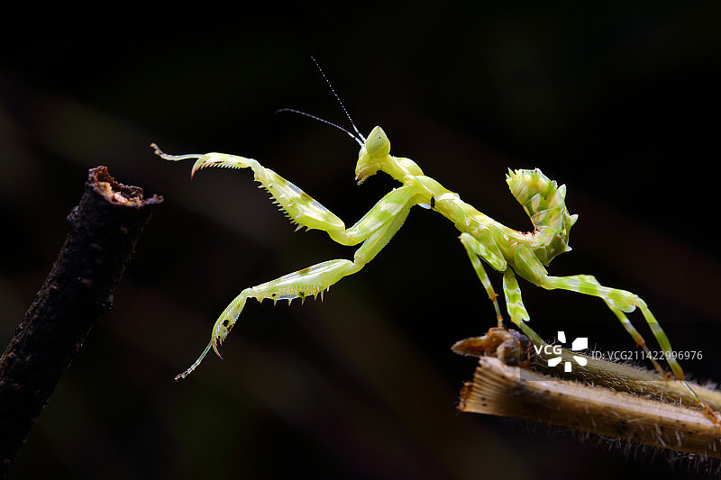 丽眼斑螳图片素材