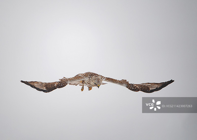 毛脚鵟空中姿态图片素材
