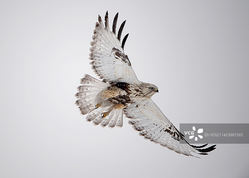 毛脚鵟空中姿态图片素材