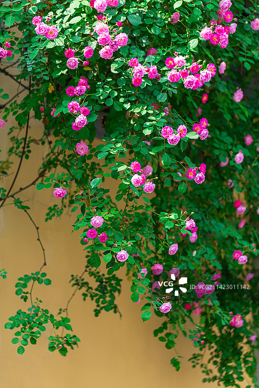 南京颐和路盛开的蔷薇花图片素材
