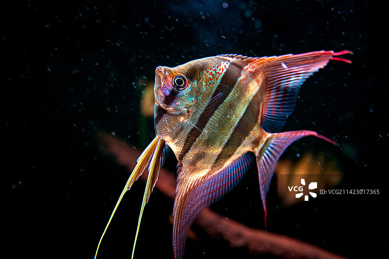 游动的神仙鱼图片素材