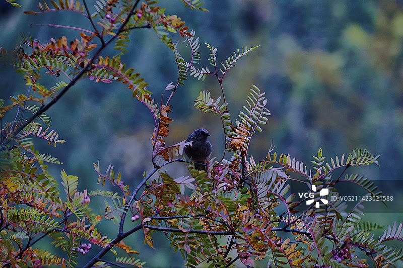 枝绕杜鹃图片素材