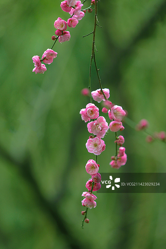 东湖梅园的红梅图片素材