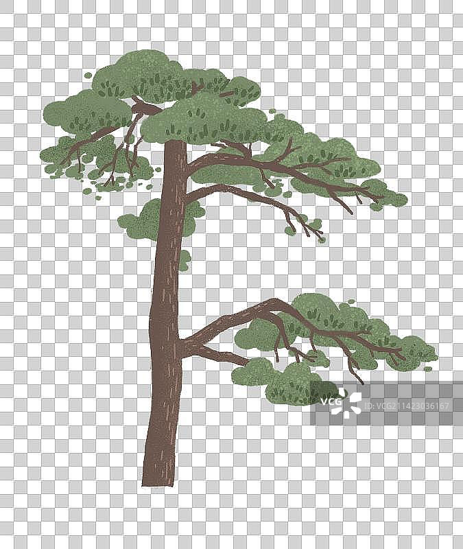 一棵黄山迎客松插画图片素材