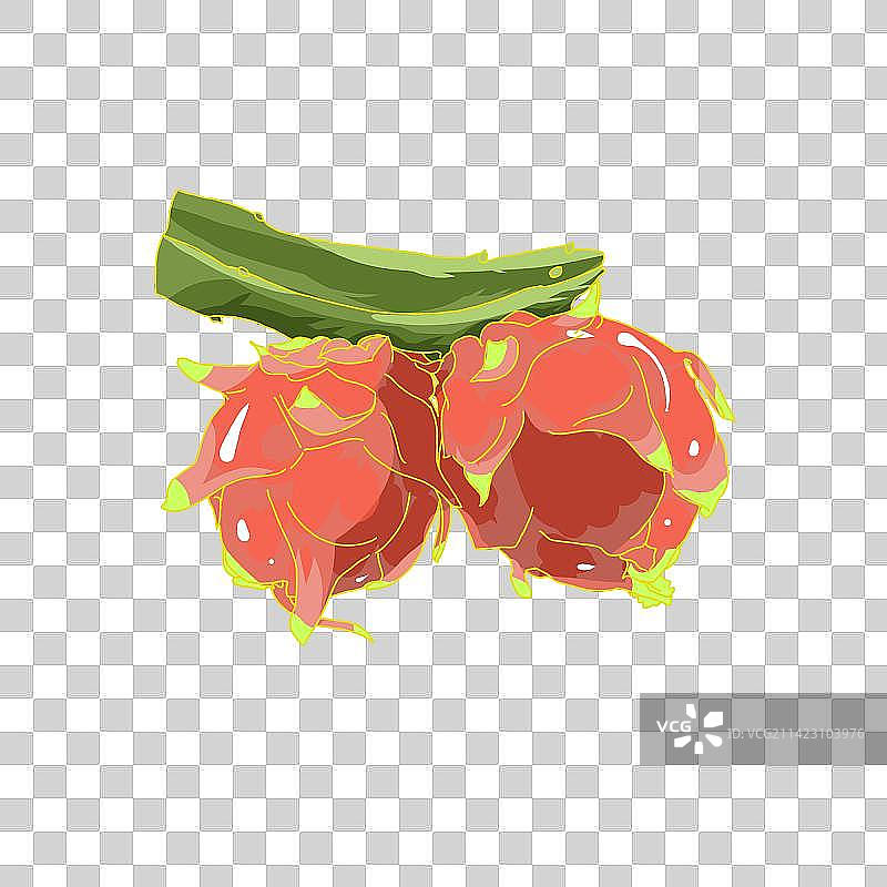 火龙果图片素材