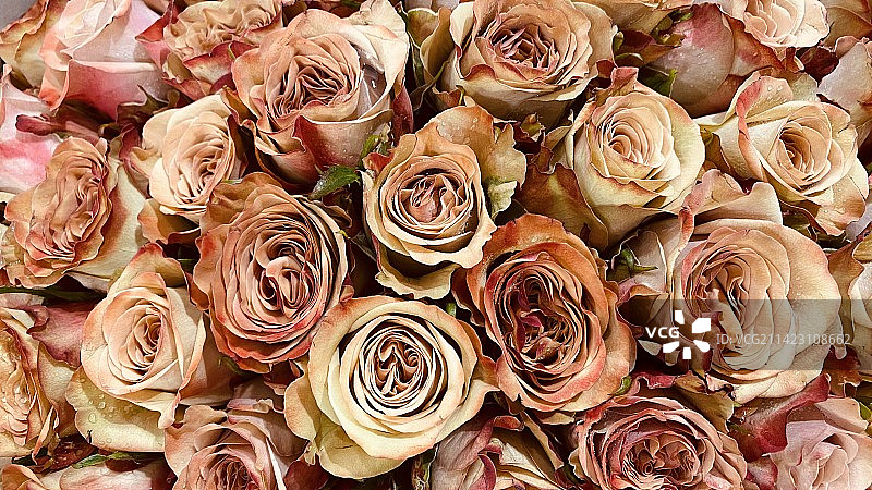 卡布玫瑰图片素材