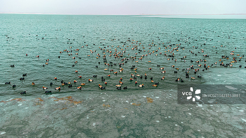新疆大天鹅图片素材