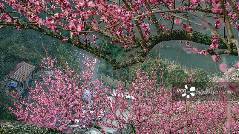 红梅花儿开图片素材