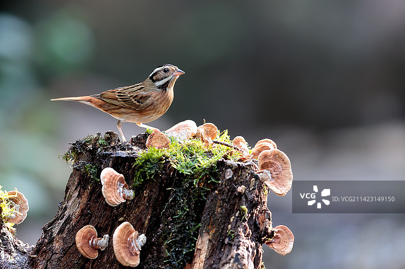 白眉鹀《顾盼神飞》图片素材