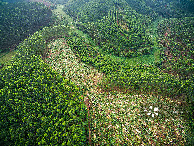 航拍广西扶绥县桉树砍伐图片素材