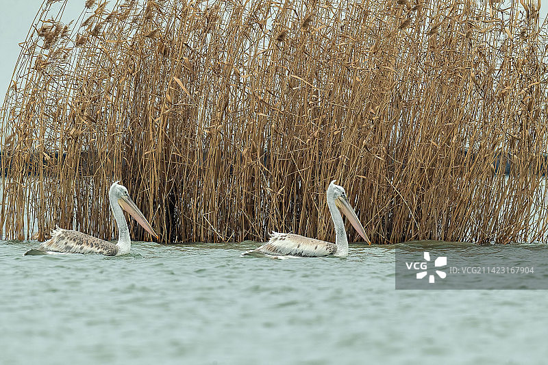 卷羽鹈鹕图片素材