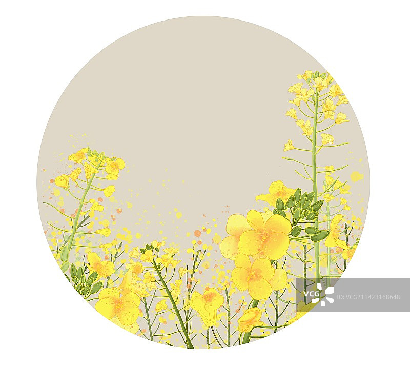二十四节气 油菜花古风插画图片素材