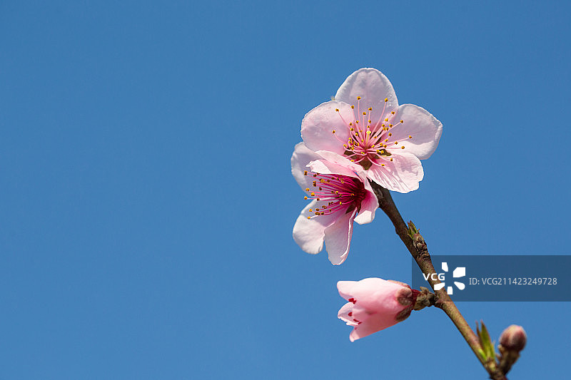 春天的桃花图片素材