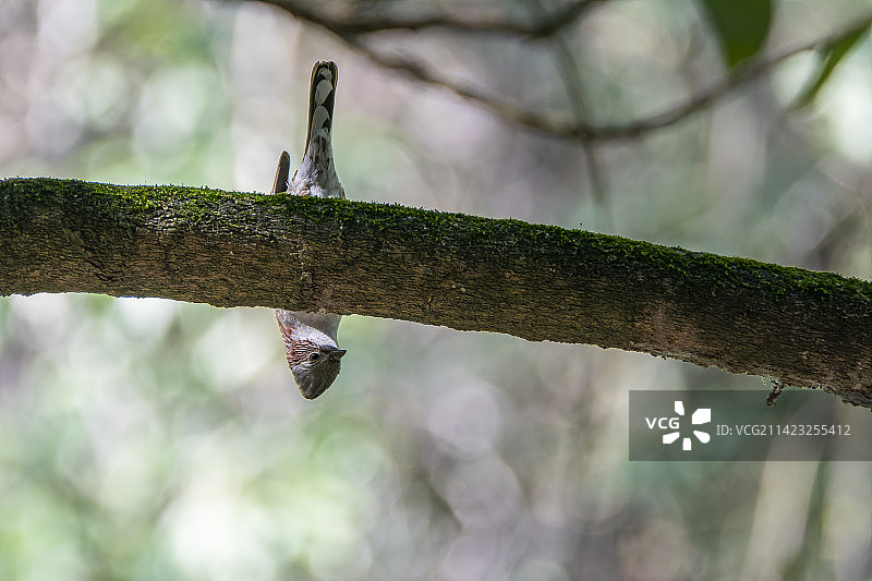 倒挂在树干上觅食的林间小鸟图片素材