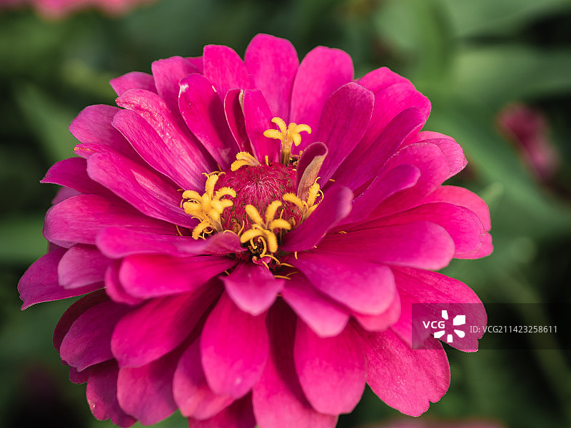 百日菊图片素材