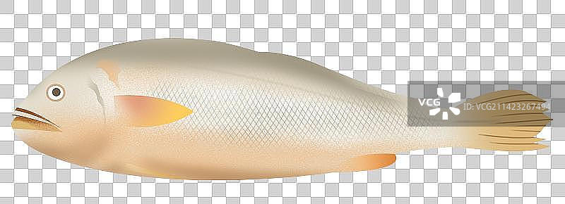 美食食物食材鱼类黄瓜鱼小黄鱼元素插画图片素材