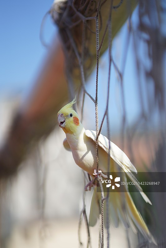 飞行鸟类鹦鹉玄凤动物图片素材